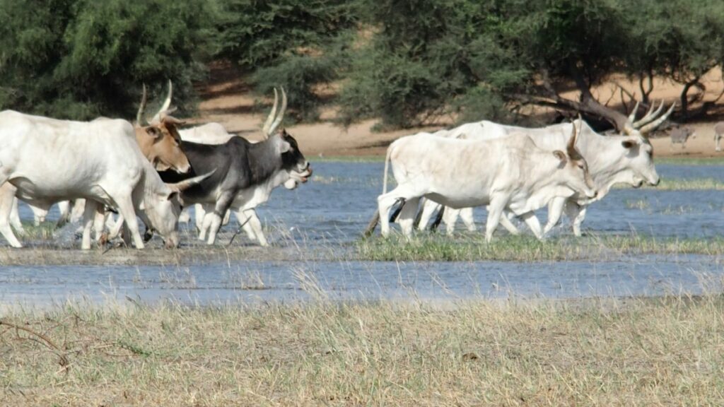 Présentation détaillée de la Commune de Linguère – Ville de Linguere